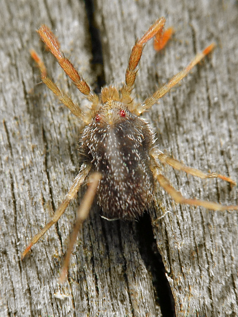 Erythraeidae from Tasmania